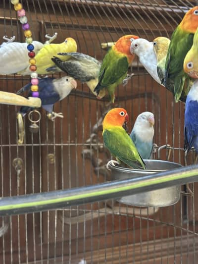Love birds
