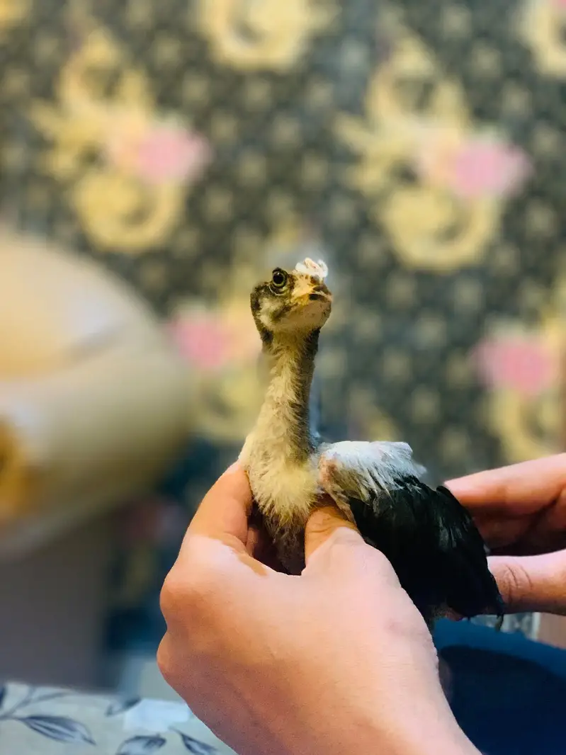 Miamwali Aseel chicks 1 piece 2500 — photo 2