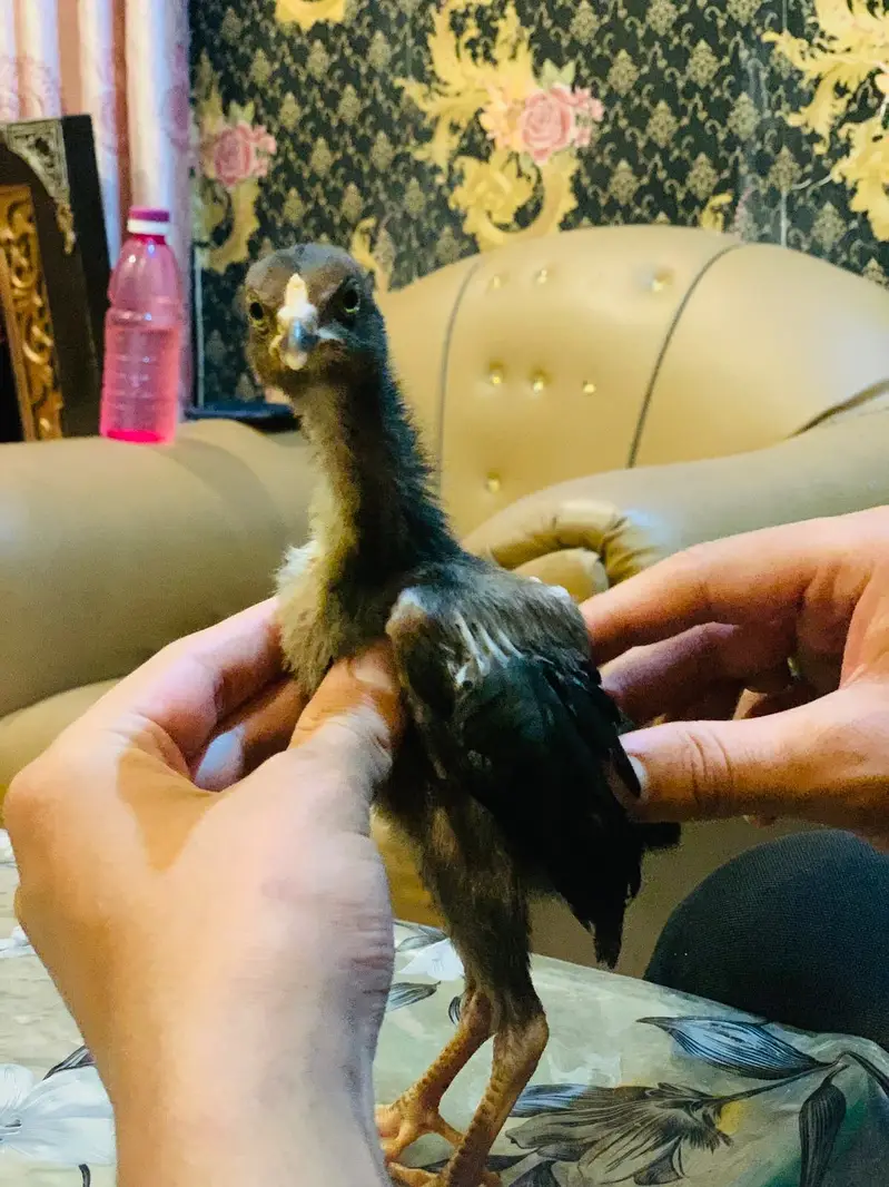 Miamwali Aseel chicks 1 piece 2500 — photo 3