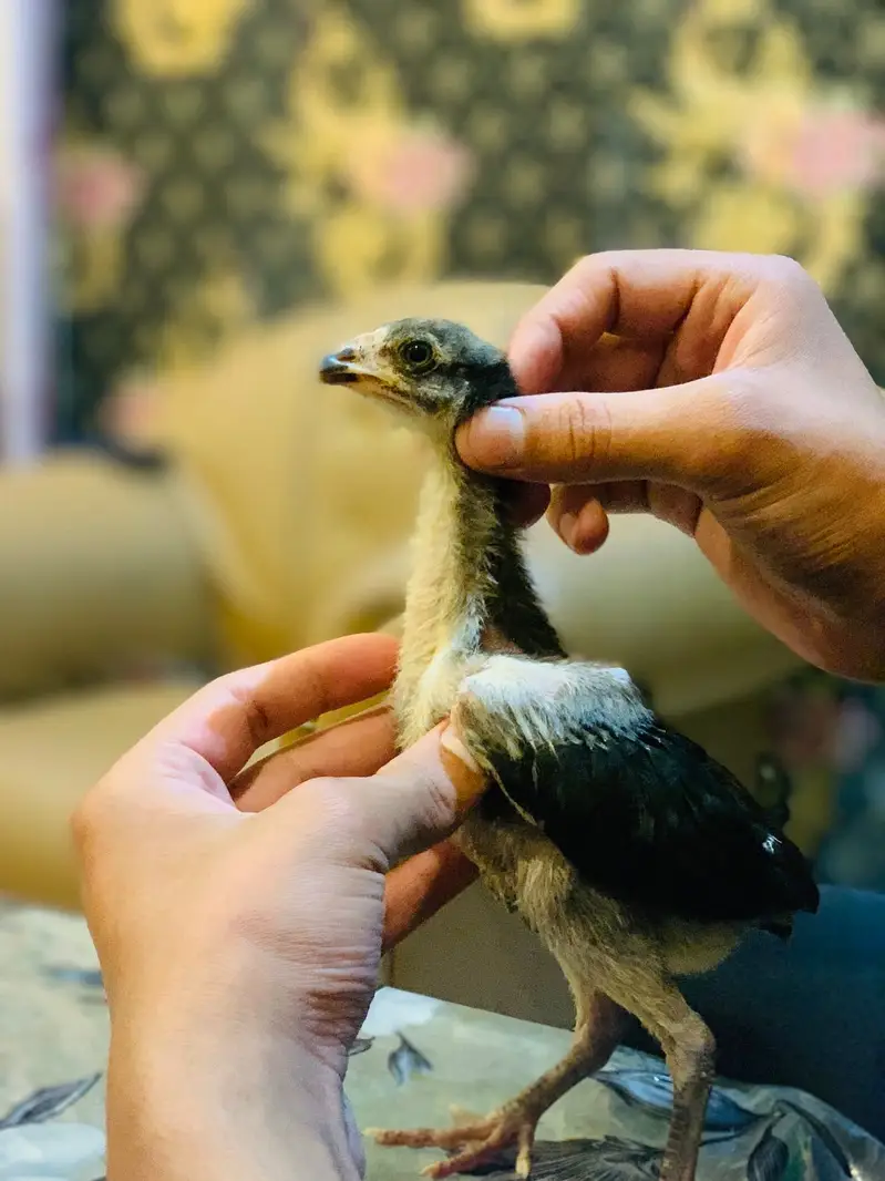 Miamwali Aseel chicks 1 piece 2500 — photo 4