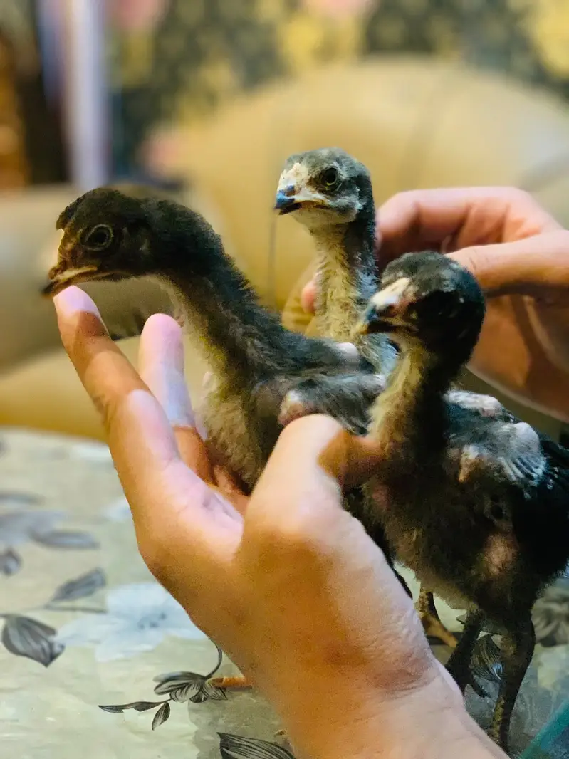Miamwali Aseel chicks 1 piece 2500 — photo 5
