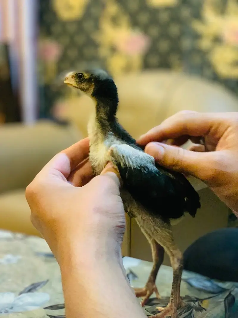 Miamwali Aseel chicks 1 piece 2500 — photo 6