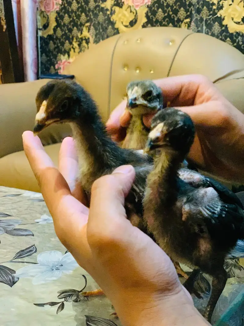 Miamwali Aseel chicks 1 piece 2500 — photo 8