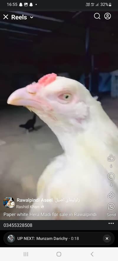 2 white madiyan hain or 1 black madii hai