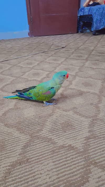 raw parrot