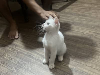 pp cats