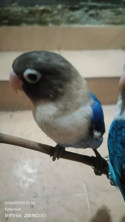love bird for sale
