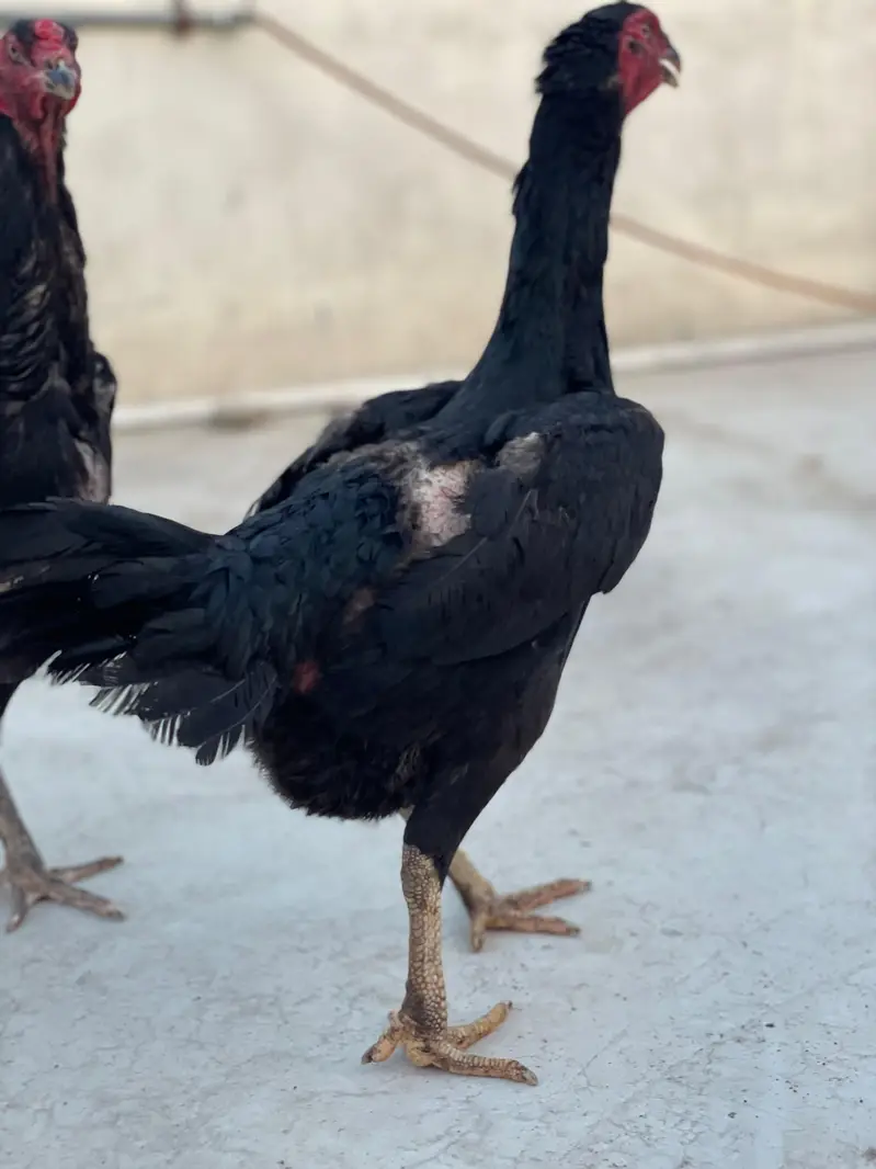 SHAMO and TURKISH HINT Setup available in reasonable rate. — photo 7