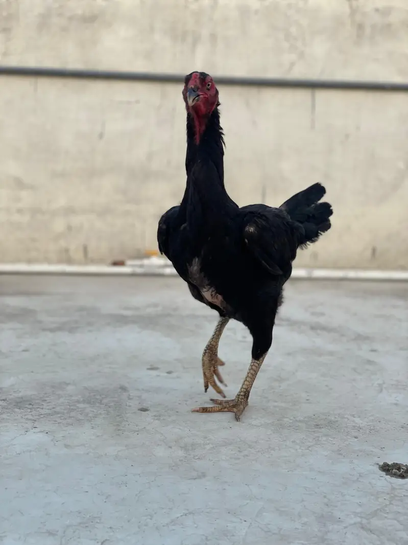SHAMO and TURKISH HINT Setup available in reasonable rate. — photo 8