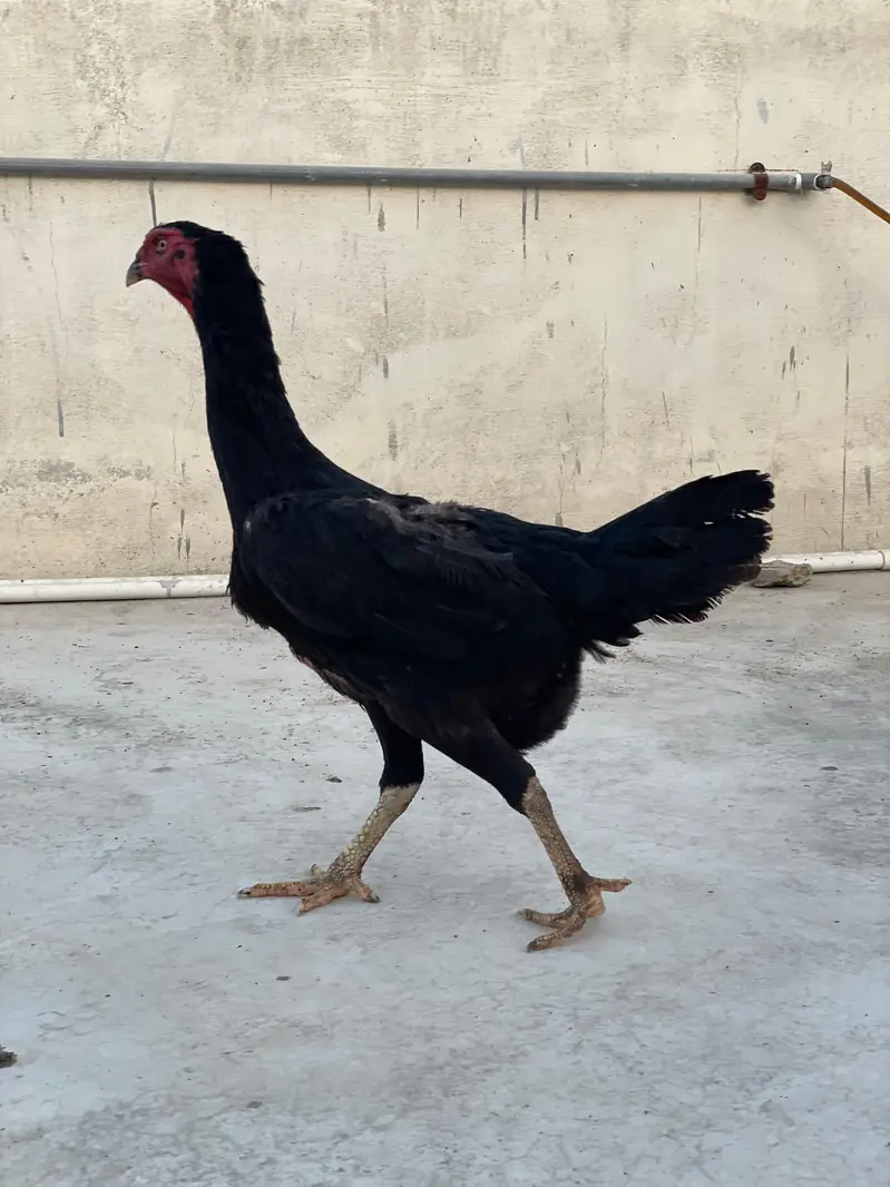 SHAMO and TURKISH HINT Setup available in reasonable rate. — photo 11