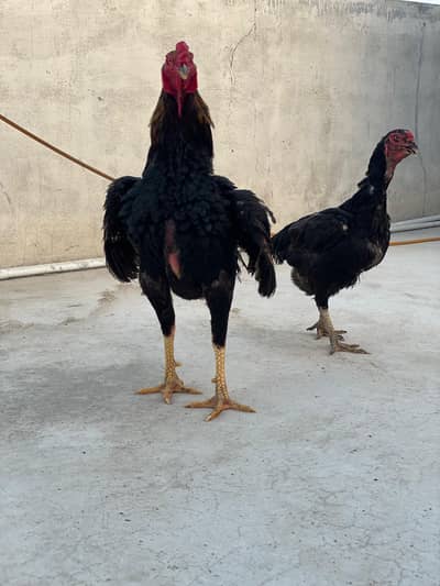 SHAMO and TURKISH HINT Setup available in reasonable rate.