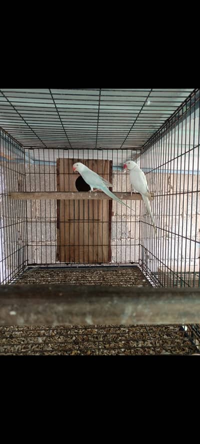 blue pallet Ringneck Breeder pair