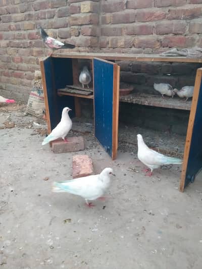 Pattii waly kabotar sale