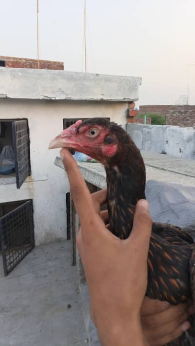 quality aseel madi for sale
