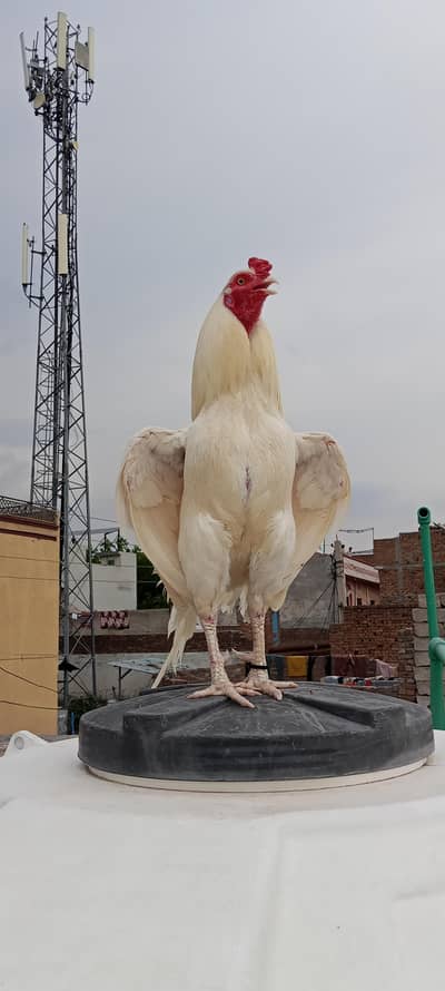 hera bird khari thakti long tal paper white 100parsan aseel