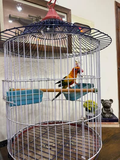 Sun conure Male