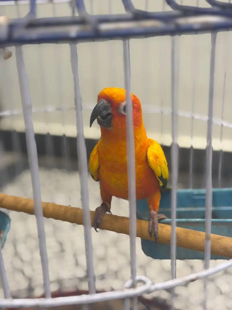 Sun conure Male — photo 2
