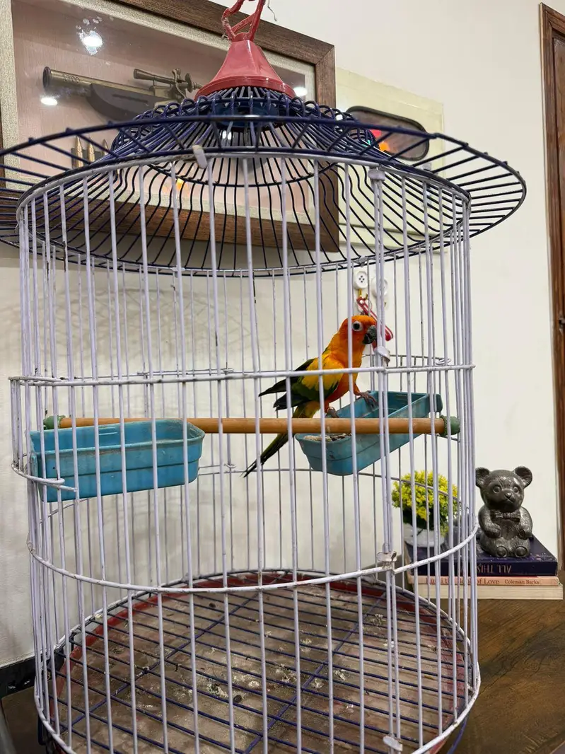 Sun conure Male — photo 3