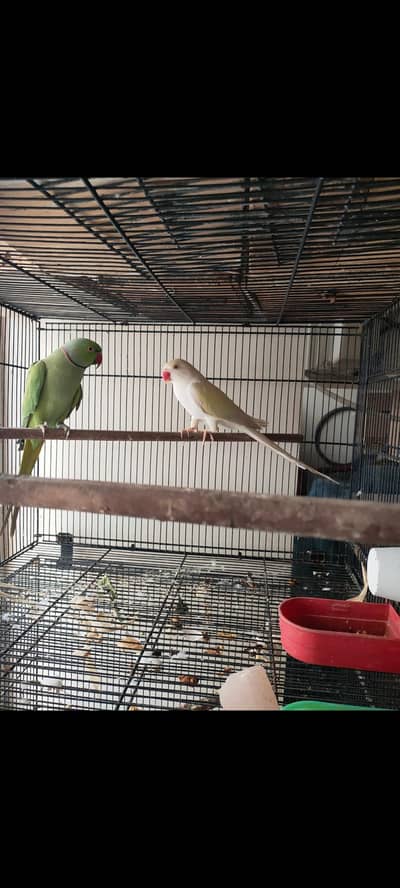 Indian Ringnecked Breeder Pair