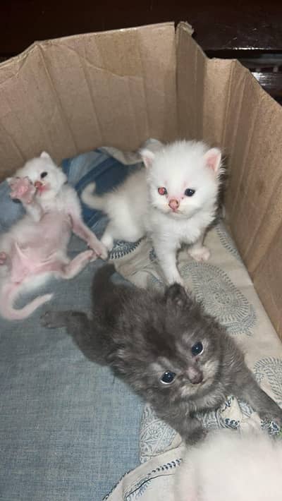 For Sale: Healthy Persian Kittens