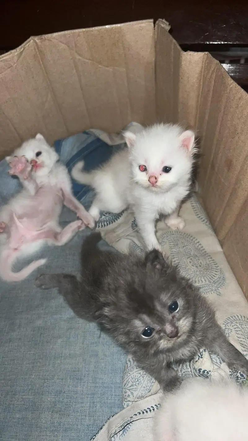 For Sale: Healthy Persian Kittens