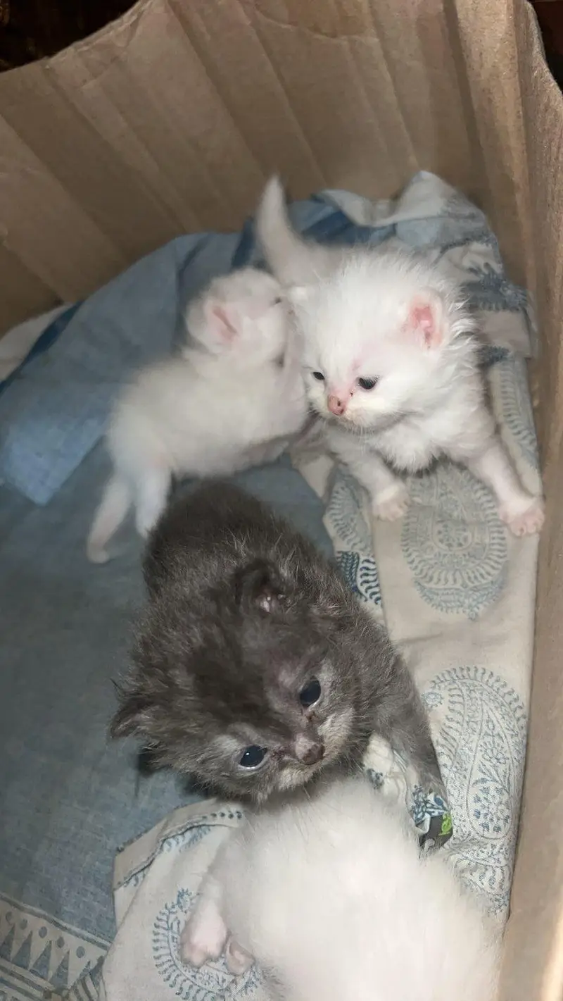For Sale: Healthy Persian Kittens — photo 2