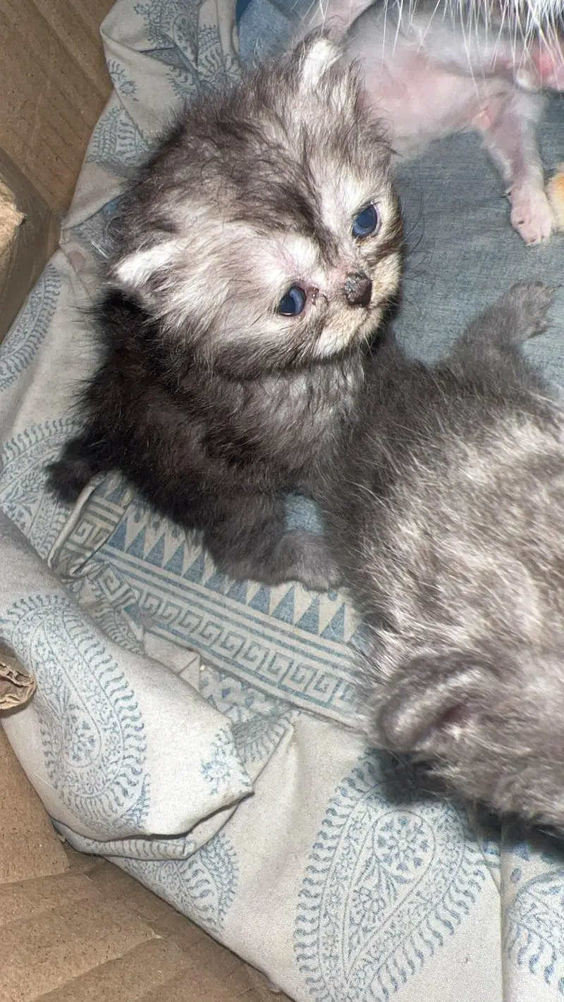 For Sale: Healthy Persian Kittens — photo 3