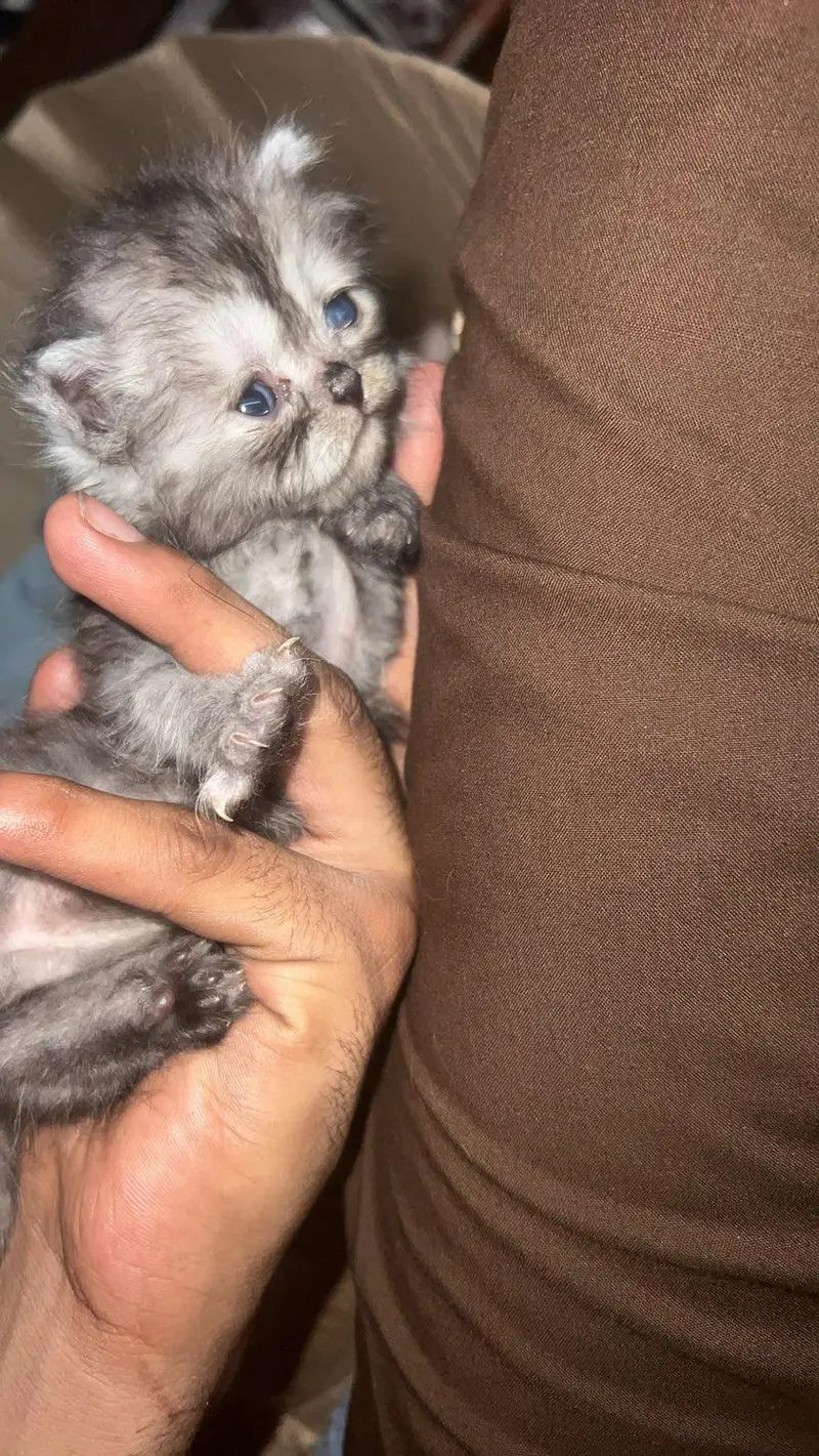 For Sale: Healthy Persian Kittens — photo 4