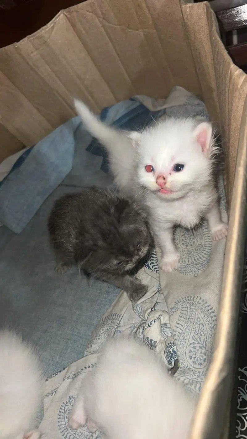 For Sale: Healthy Persian Kittens — photo 5