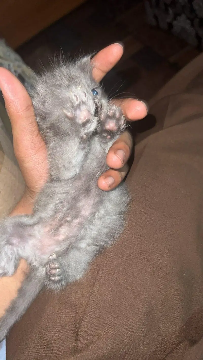 For Sale: Healthy Persian Kittens — photo 6