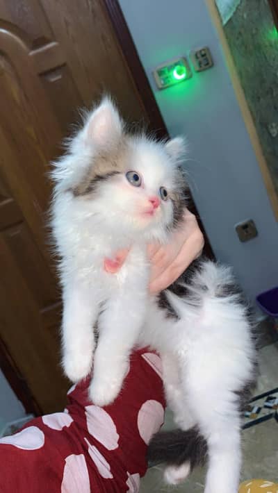 PERSIAN CT FOR SALE