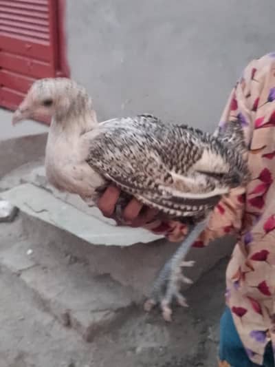 Mesri hen pair for sell