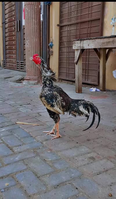 Aseel Mix Young Chicks for Sale  Healthy & Active
