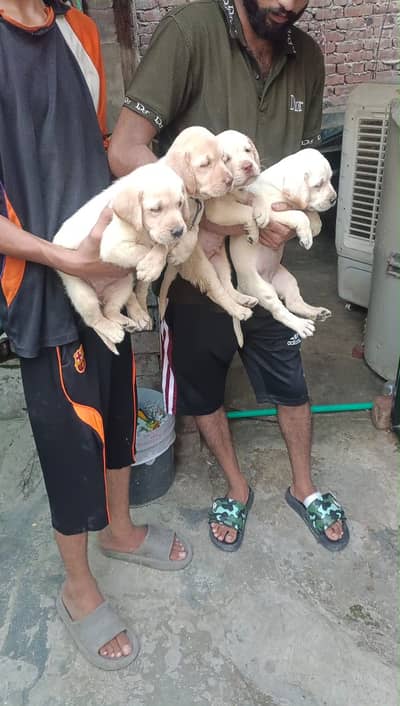 Labrador puppy