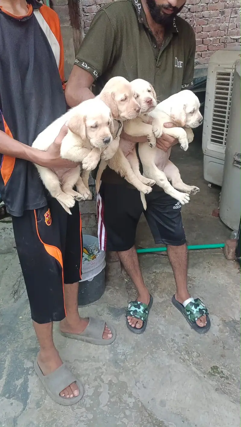 Labrador puppy