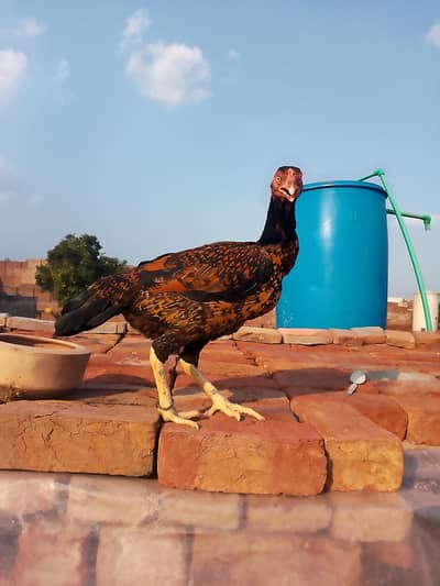 Malik aseel other braids birds all for sale discount