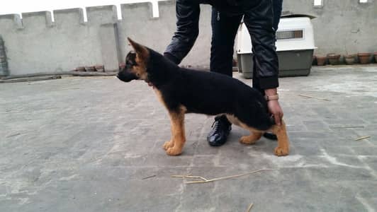top quality pedigree stock hair pink pedigree show line Female puppies