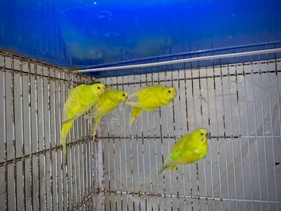 Budgies pair,Australian for sale