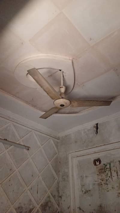 Royal fan
