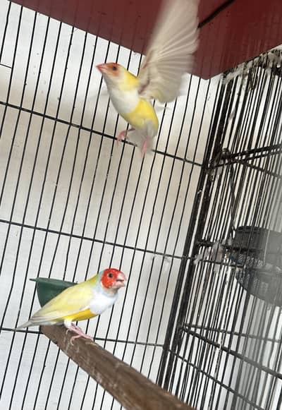 Red Eye Goldian pair