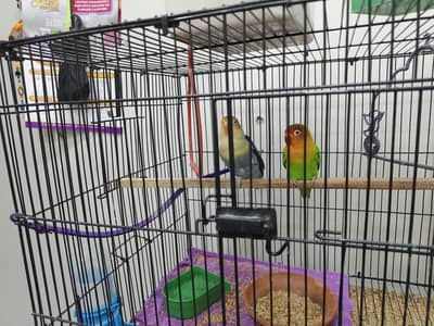 love birds mix colors