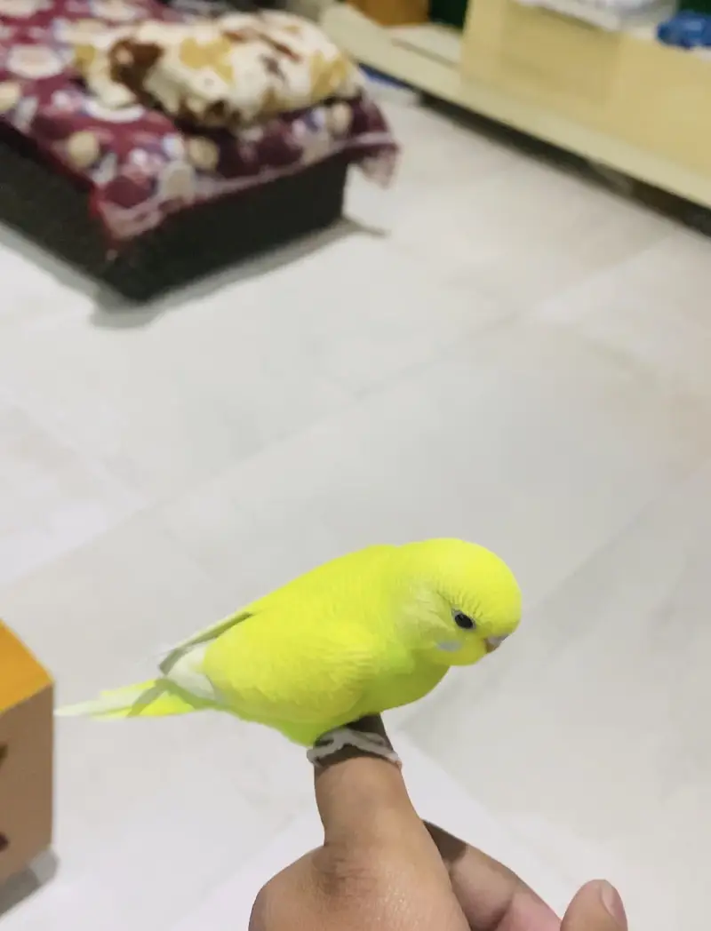 Budgies pair,Australian for sale — photo 2