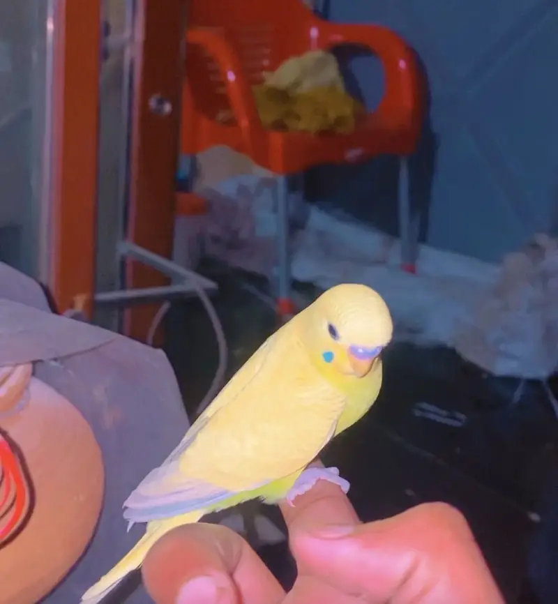 Budgies pair,Australian for sale — photo 3