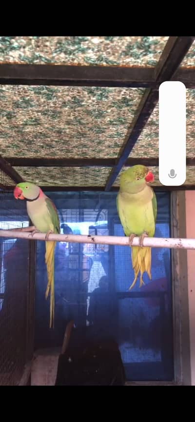 Kashmiri raw pair
