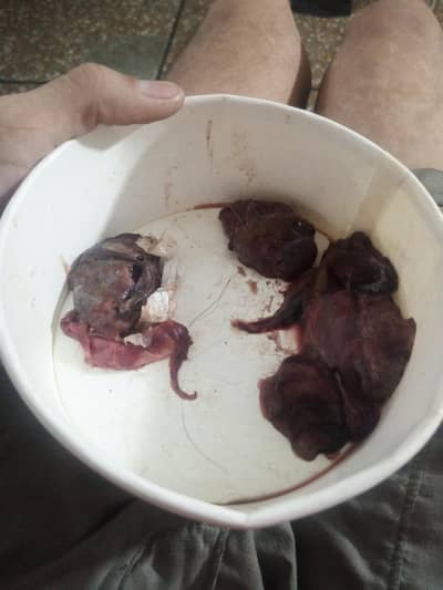 cats placenta