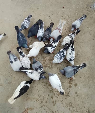pigeons