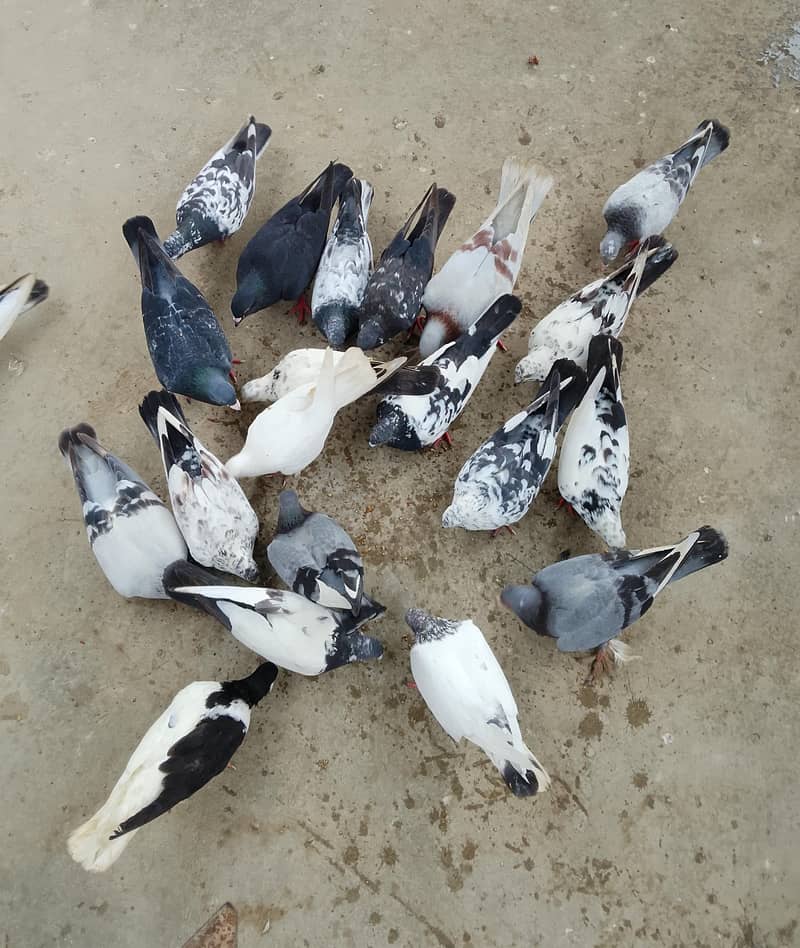 pigeons 0