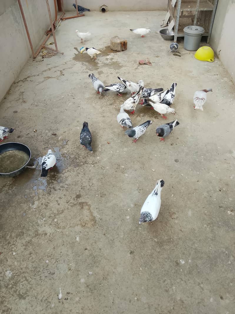 pigeons 1