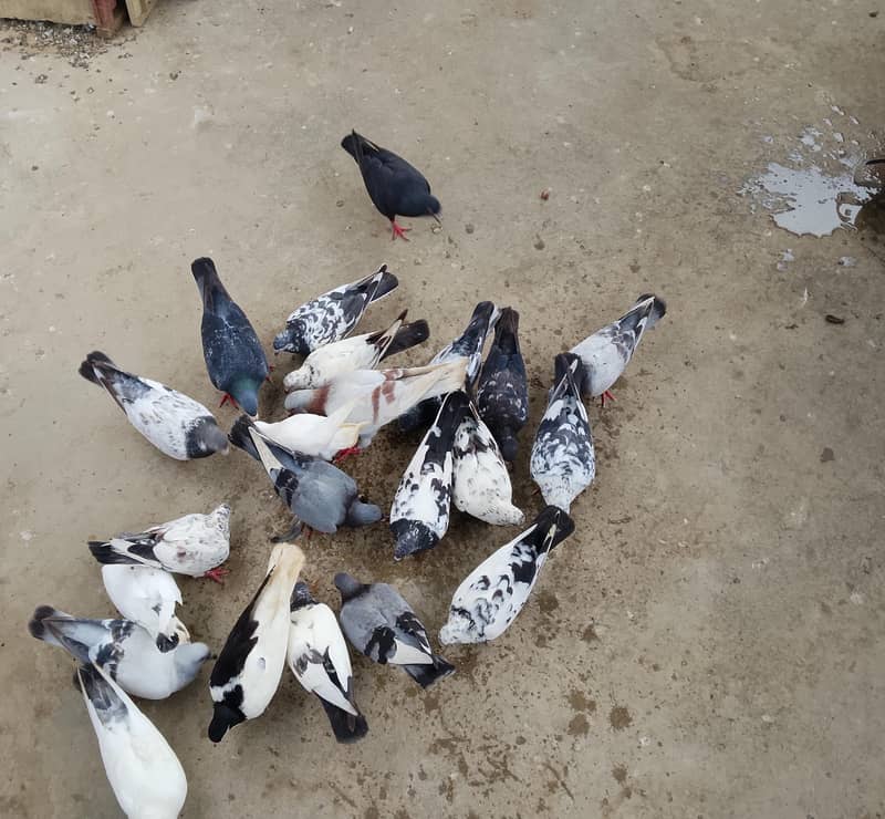 pigeons 2