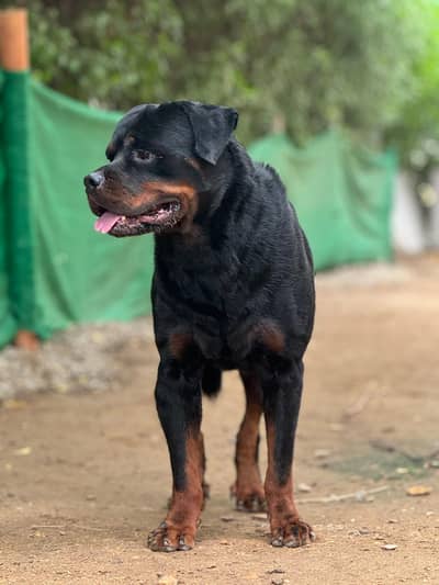 Rottweiler Male Studd For Matting